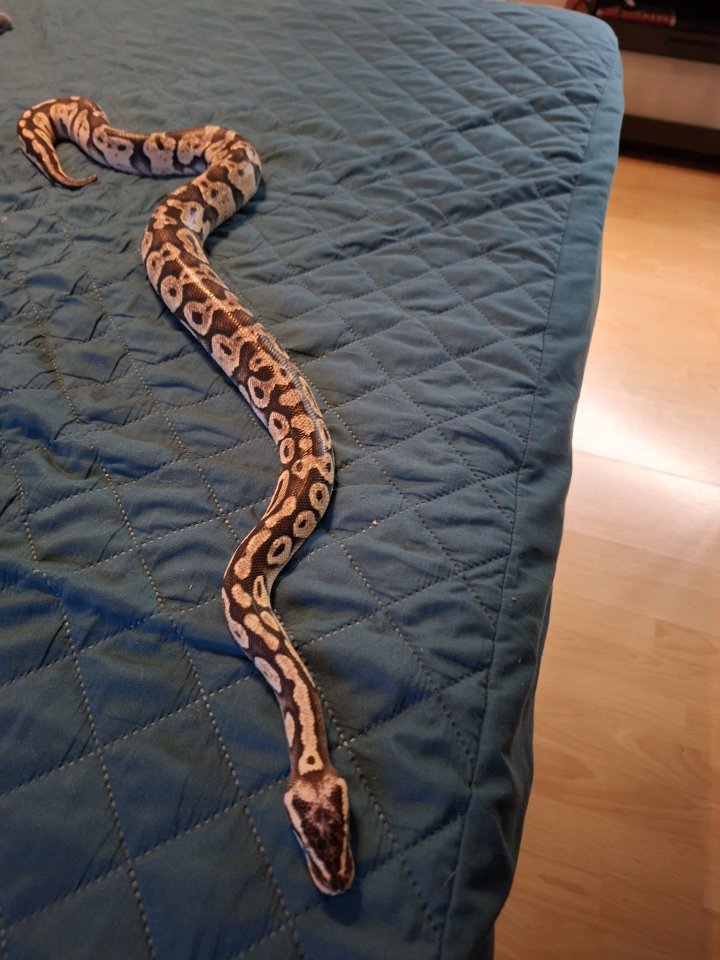 Königspython pastell Männchen - Schlangen - Leer (Ostfriesland)