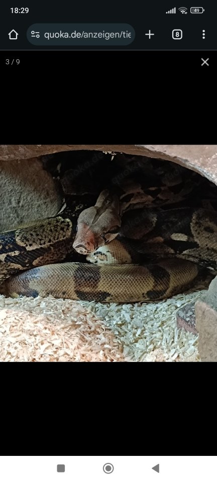 2.0 Boa Constrictor Imperator - Schlangen - Freudenstadt