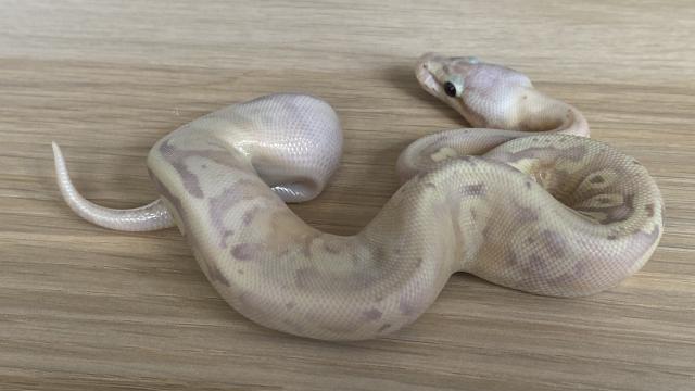 Bannana Super Pastell Inferno Fader 50 % het Pieblad Königspython # 10 male - Schlangen Python - Deuerling