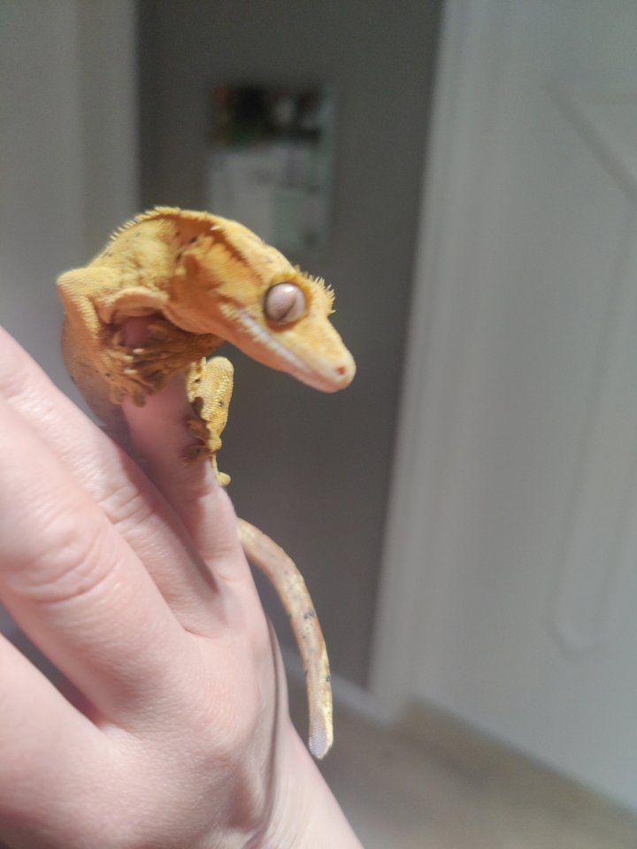 Verkaufe/Tausche Kronengeckos - Gecko - Warburg