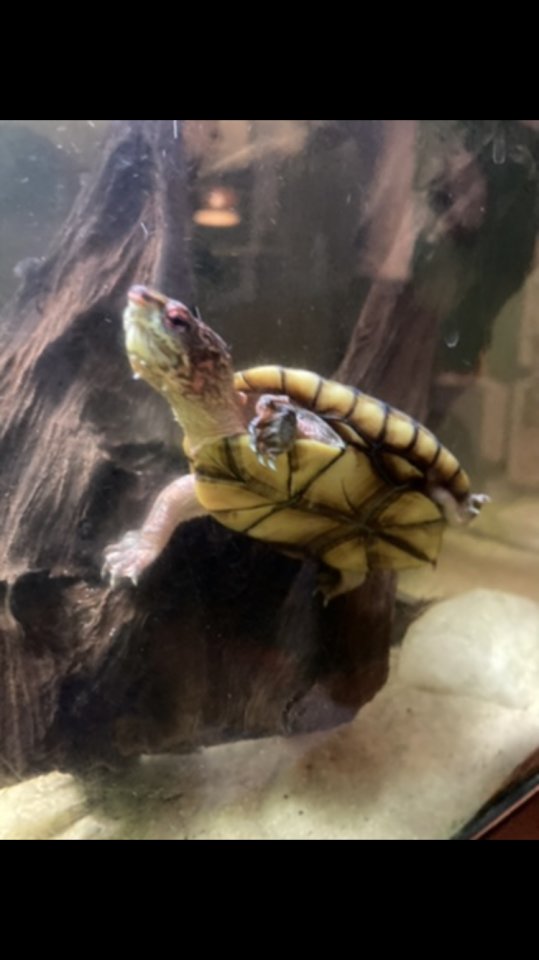 Tabasco-Klappschildkröten - Schildkroeten - Oldenburg