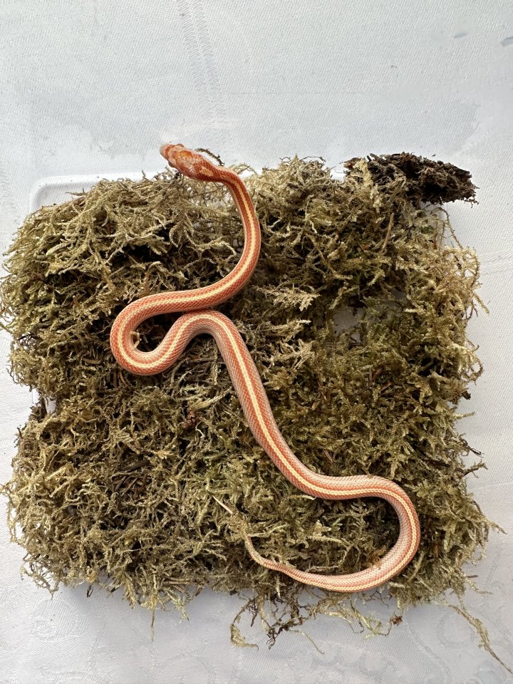 Kornnatter 0,1 Amel Tessera Motley - Schlangen - Großengottern