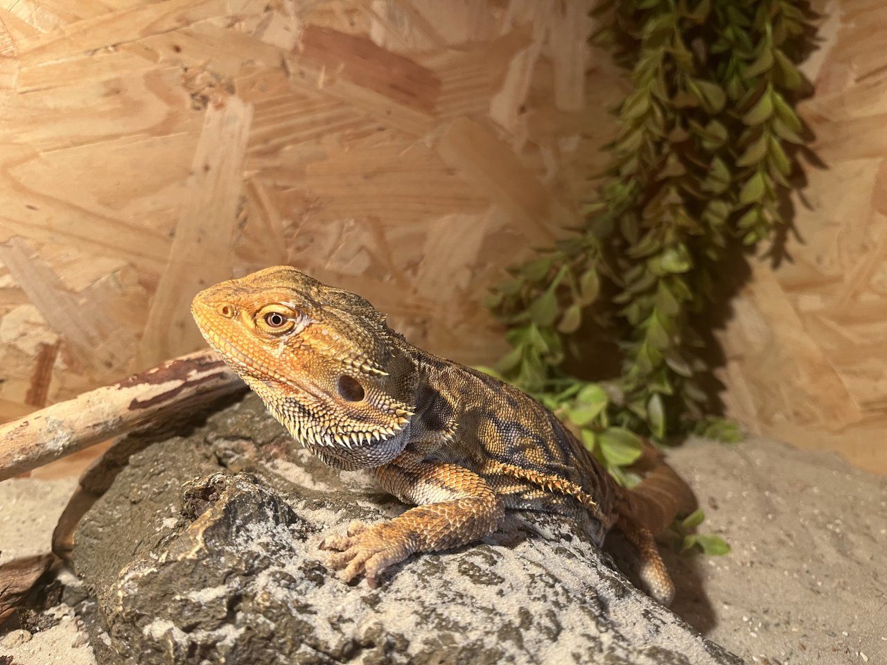 Verkaufe mein Pogona vitticeps Männchen - Bartagame - Weißenfels