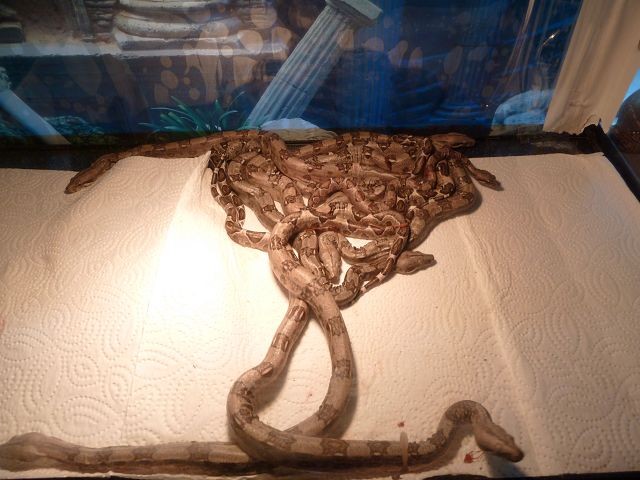 Boa Constrictor Constrictor - Schlangen Boa - mömbris
