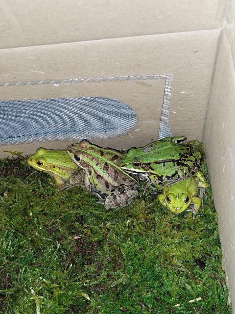 Gebe ab mit Papieren Pelophylax lessonae/kleiner Teichfrosch  - Frosch - Hagen