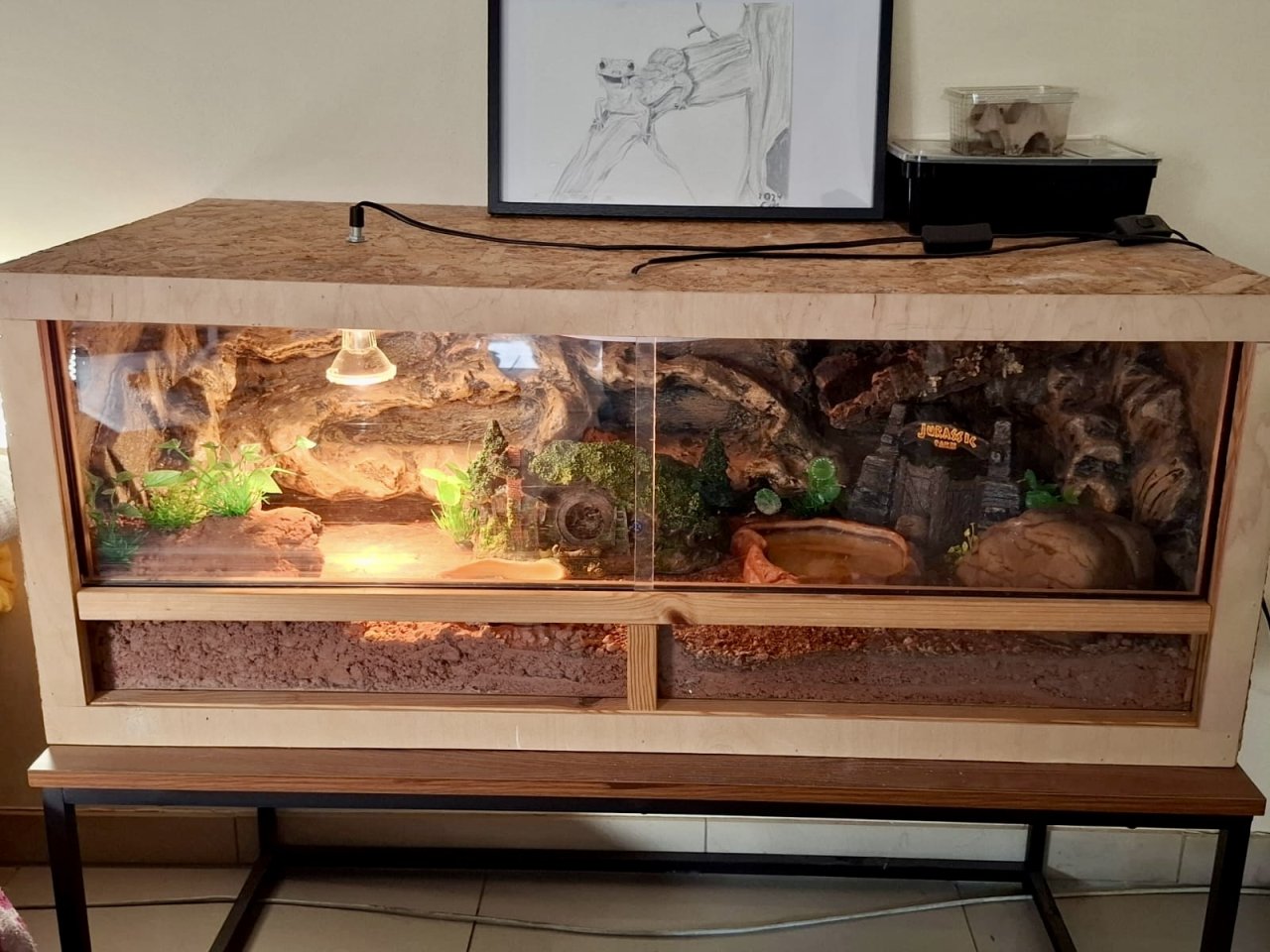 Leopardgeckos mit komplett eingerichtetem Terrarium abzugeben - Gecko - Coburg