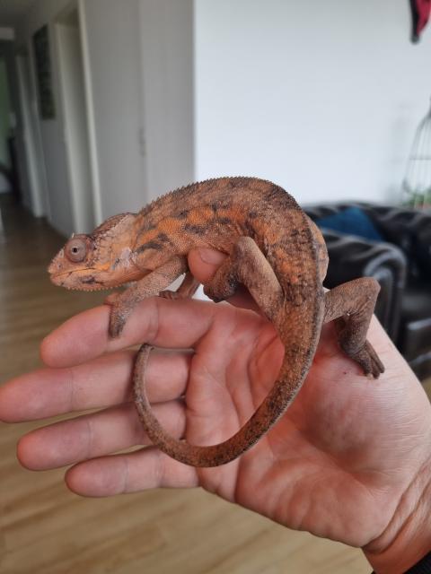 Chamäleons (Pantherchamäleons) - Chamaeleon - Lahr