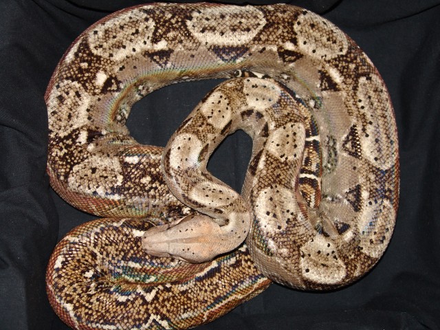 Crawl Cay-Boas  (Boa c.imperator) - Schlangen Boa - Bad Mergentheim