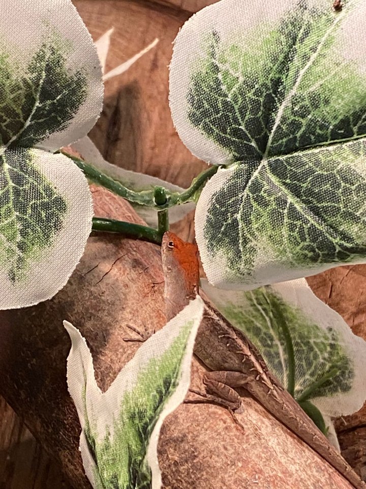 Bahamaanoli Babys von 2023 - Anolis - Wolfsburg
