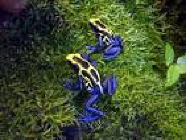 Verkaufe 3 Pfeilgiftfrösche - Frosch - Wiltingen
