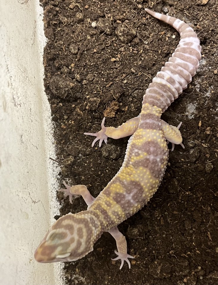 Leopardgecko Tremper Albino NZ 2025 - Gecko - Düren-Birgel