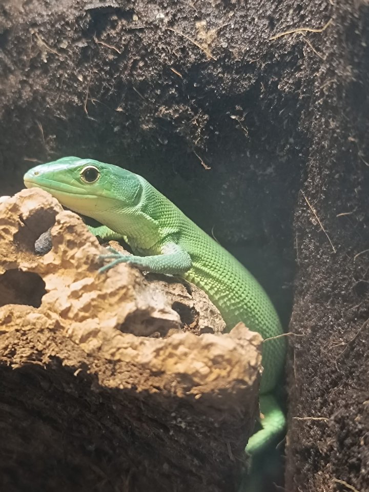 Pärchen Gastropholis Prasina (grüne Baumeidechsen) - Echsen - Großkrotzenburg