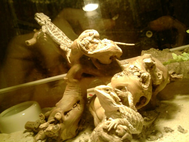 Zwei schöne Bartargamen komplett mit Terrarium - Bartagame Farbbartagame - Bottrop