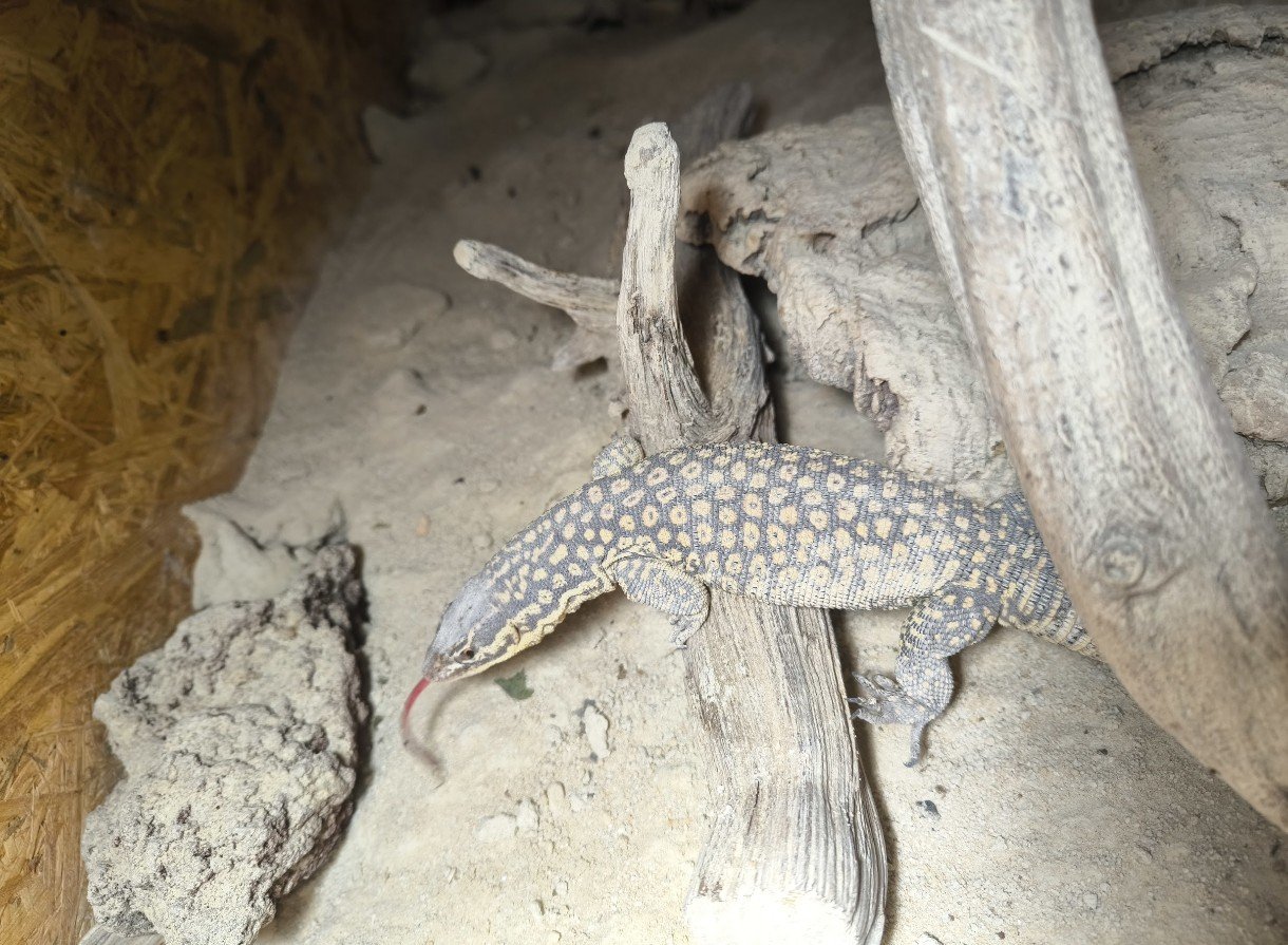Varanus acanthurus (Stachelschwanzwaran) - Warane - Berlin