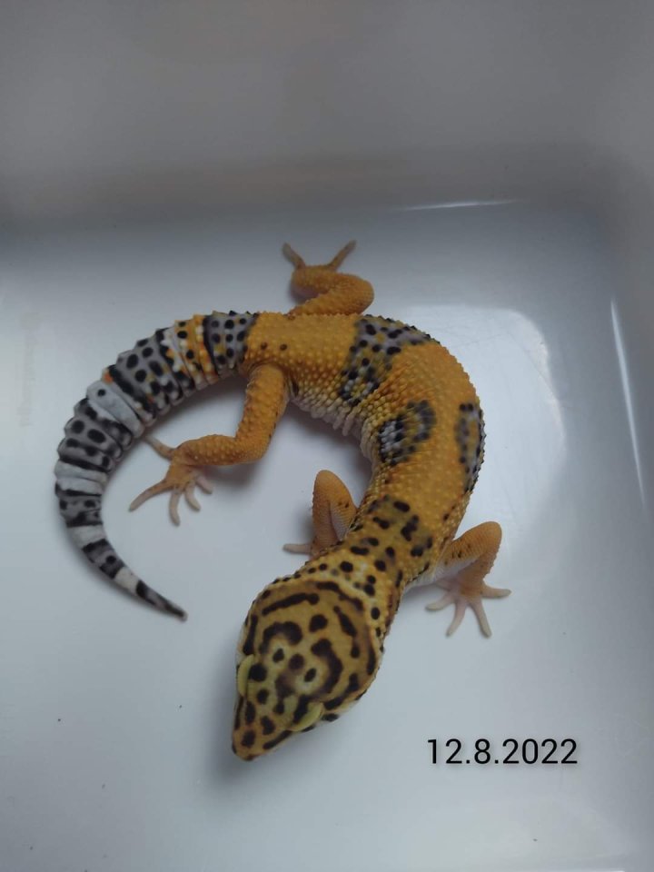 Leopardgecko Männchen, Blood x Bold Bandit - Gecko - Weeze