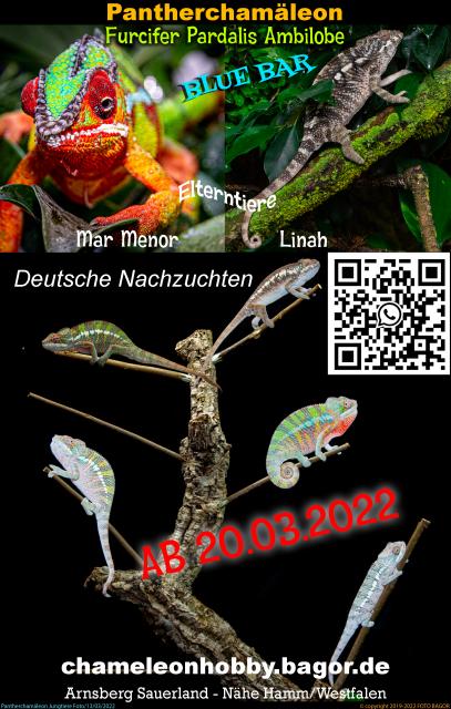 Pantherchamäleon Furcifer Pardalis Ambilobe DNZ Männchen Pantherchameleon - Chamaeleon - Arnsberg