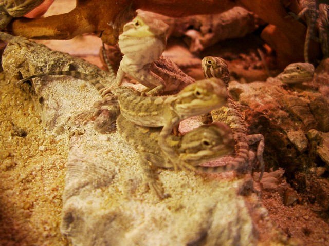 Zwergbartagamen Nachwuchs - Bartagame Zwergbartagame - Reichenberg