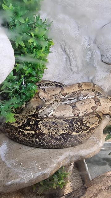 4 Boas abzugeben nur komplett - Schlangen Boa - Ehningen