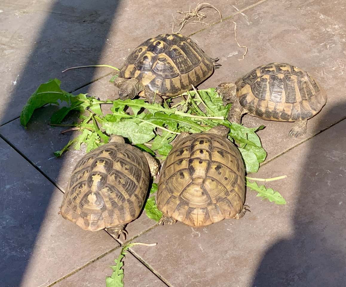 4 Griechische Landschildkröten (Testudo hermanni-hermanni) - Schildkroeten - Weil am Rhein