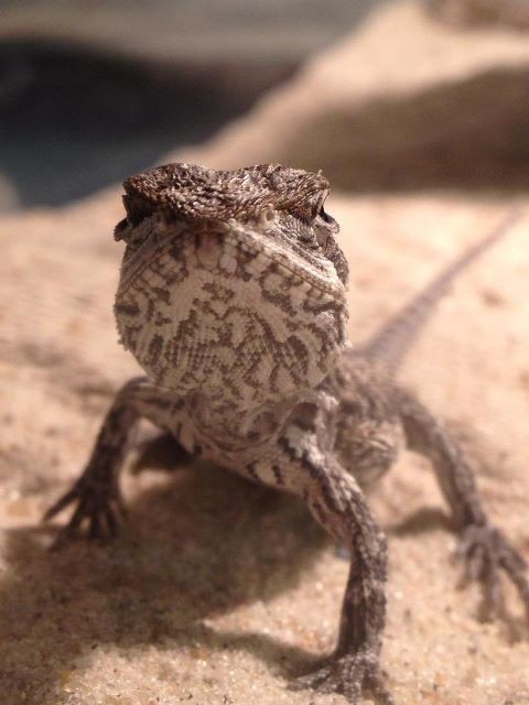 Bartagam Jungtiere suchen ein neues zu Hause:-) - Bartagame Zwergbartagame - Erkrath
