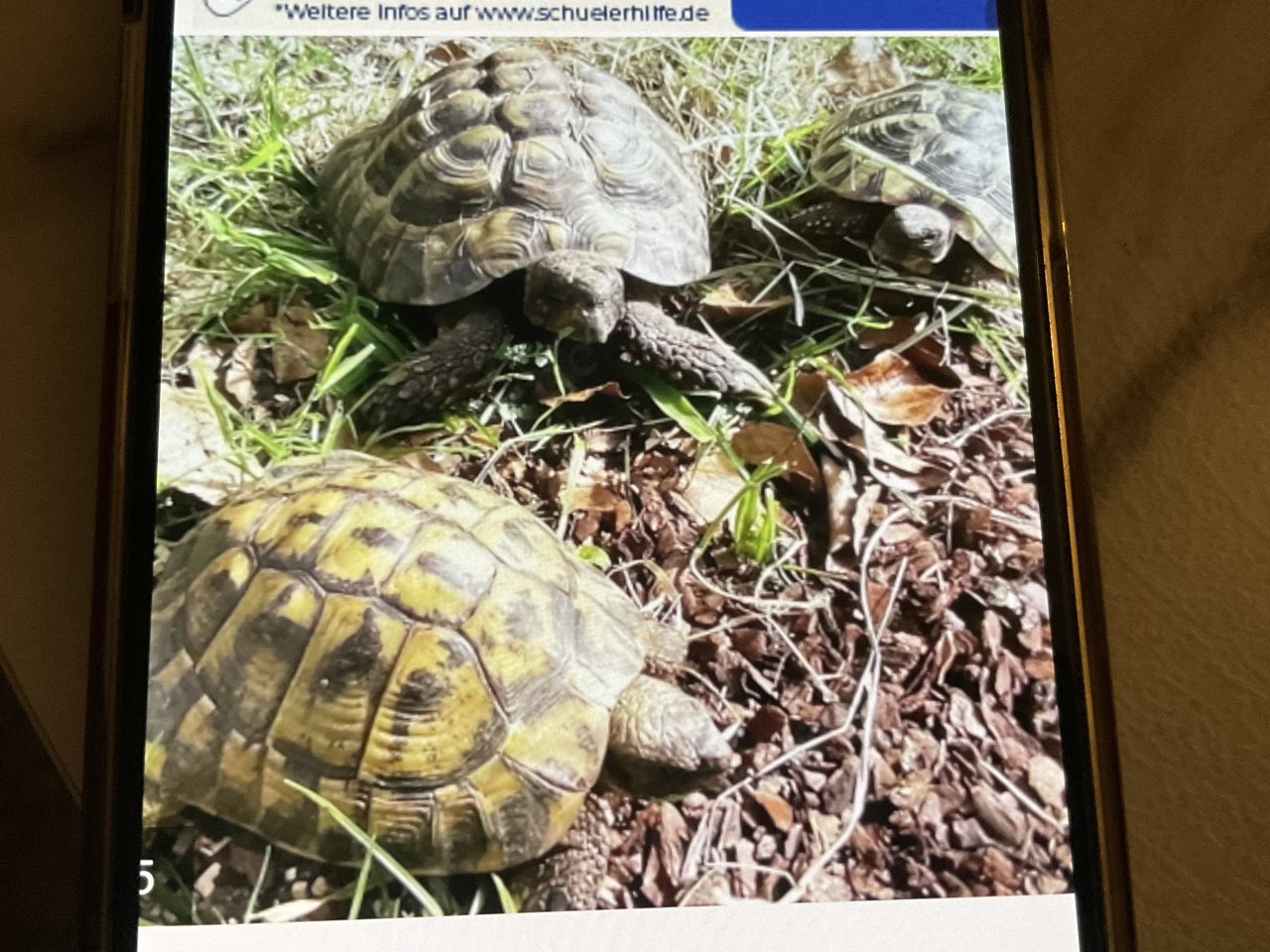 3 griechische Landschildkröten - Schildkroeten - Köln