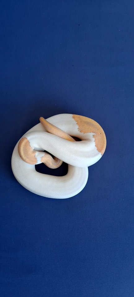 1.0 Banana Piebald DNZ 2022 - Schlangen - Aichhalden