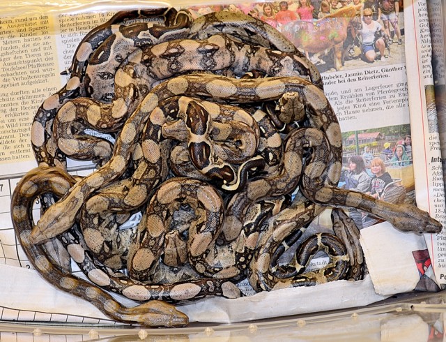 Gebe 0.0.19 Mischlings-Boas vom 12.07.2012 ab. - Schlangen Boa - Bad Nauheim