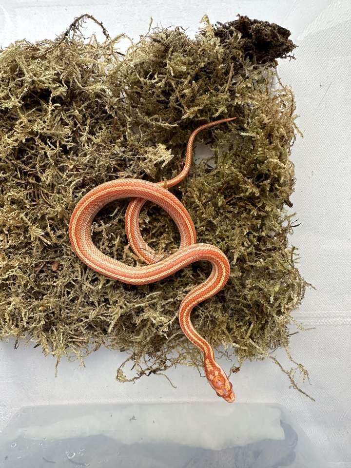 Kornnatter 0,1 Amel Tessera Motley - Schlangen - Großengottern