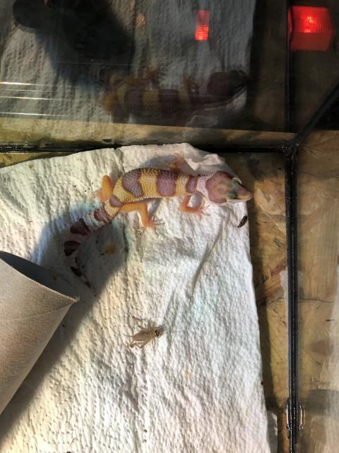 Leopardgeckos Weibchen  - Gecko - Düsseldorf 