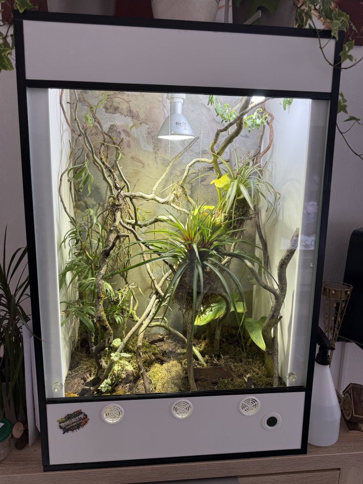 Panther Chamaeleon incl Terrarium und Technik - Chamaeleon - Tholey