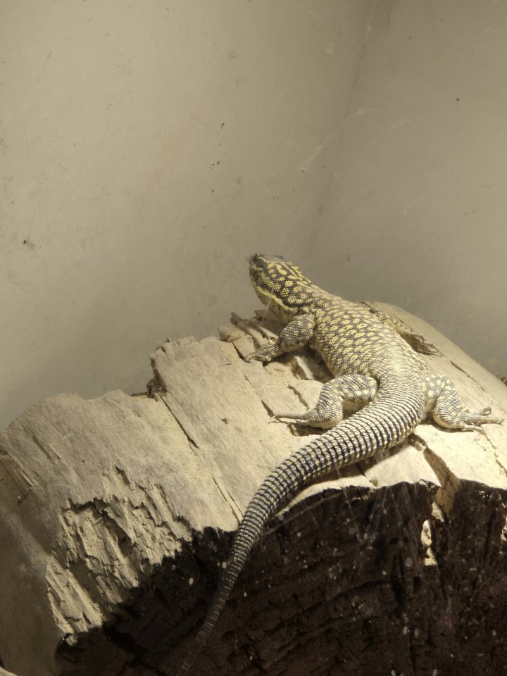 Stachelschwanz Waran (Yellow Ackie) mit Terrarium - Warane - Hannover