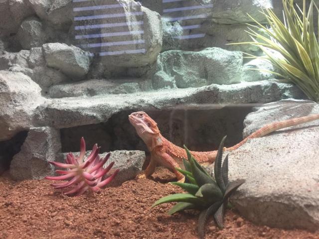 Red Hypo het. Trans female  - Bartagame - Gera