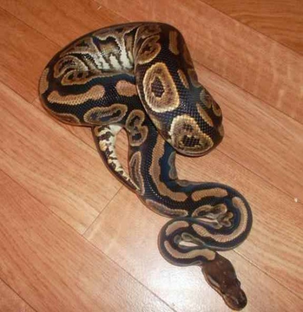 0,1 black pastel nz 10 - Schlangen Python - rehna
