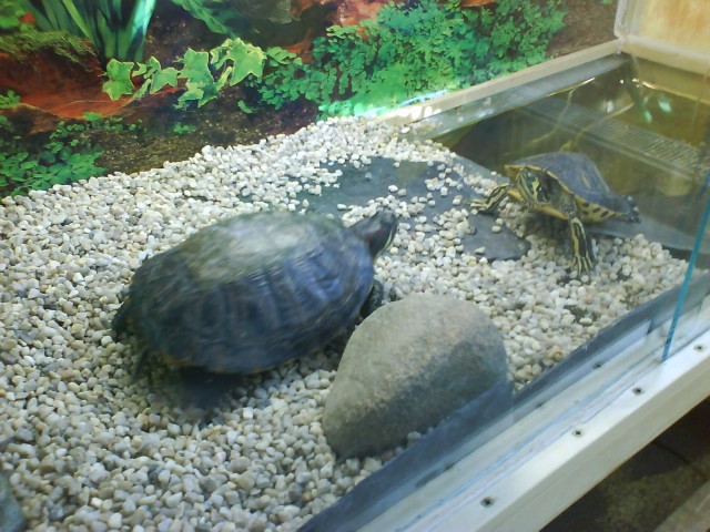 Verkaufe 3 Wasserschildkröten plus Aquaterarium - Schildkroeten - Friesack