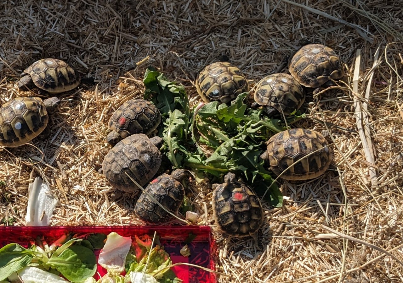 Kleine griechische Landschildkröten - Schildkroeten - Bad Arolsen