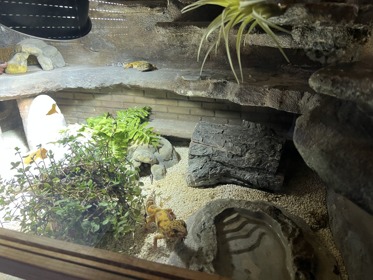 Terrarium mit 3 Leopardgeckos -vollausgestattet + Zubehör - Gecko - Karlsruhe