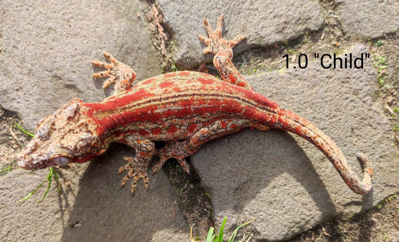 Rhacodactylus auriculatus (Höckerkopfgeckos) für HAMM - Gecko - Erlensee