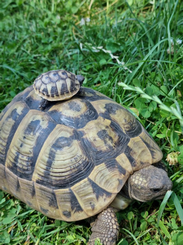 Griechische Landschildkröten THB - Schildkroeten - Döbern