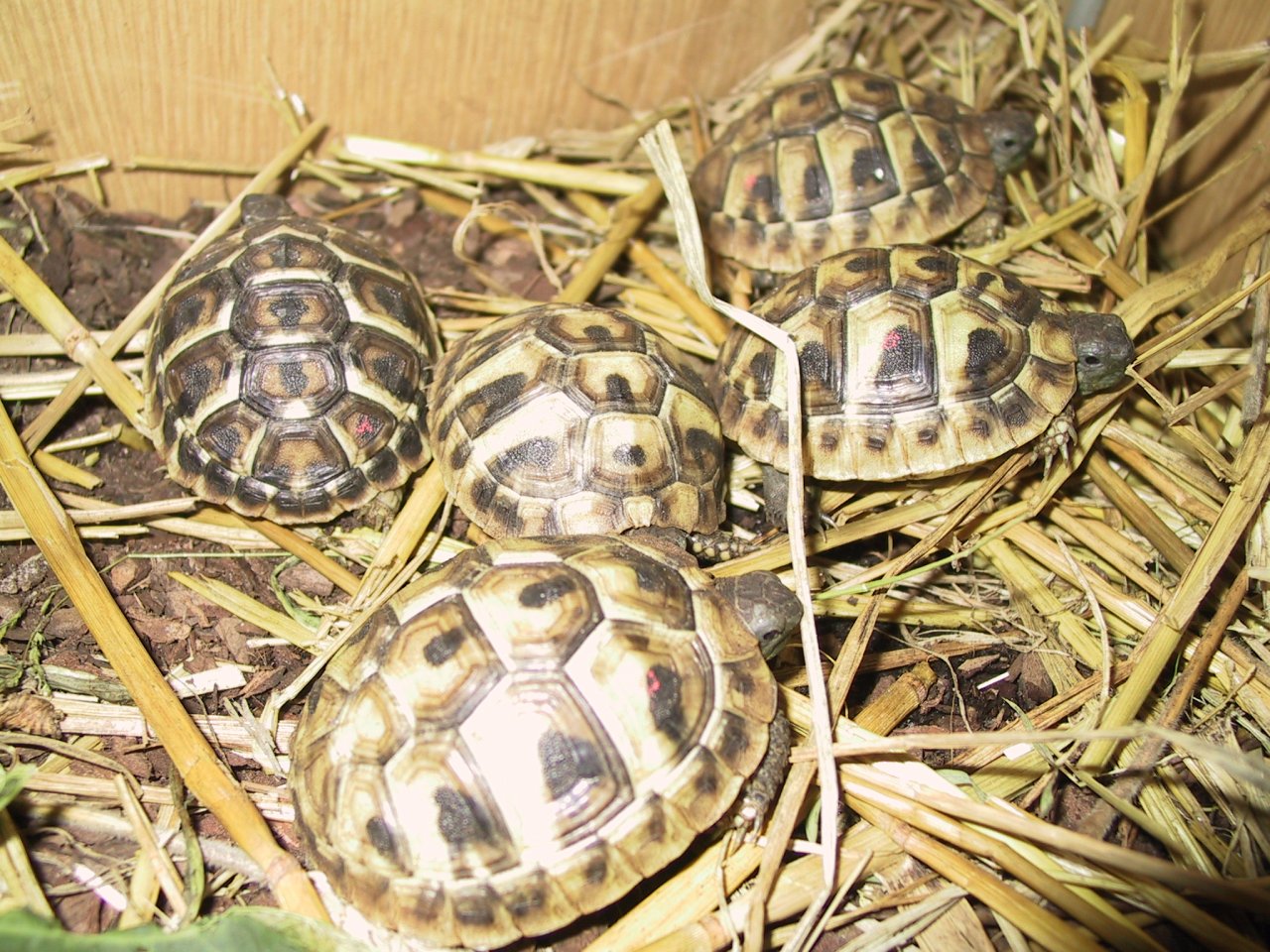 Griechische-Landschildkröten Untersorten : Thh , Thb  und Tm - Schildkroeten - 50739 Köln-Nord