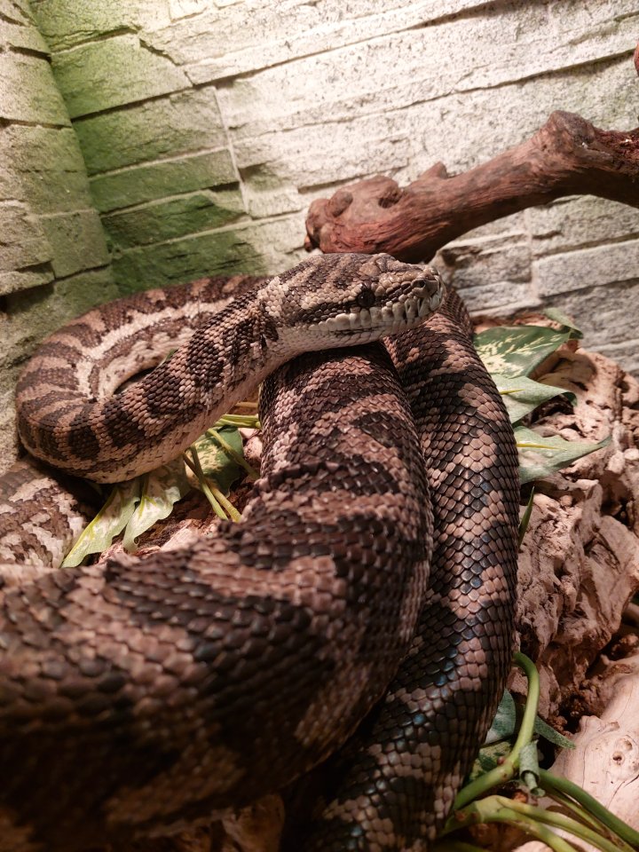 Teppichpython, morelia variegata - Schlangen - Pastetten