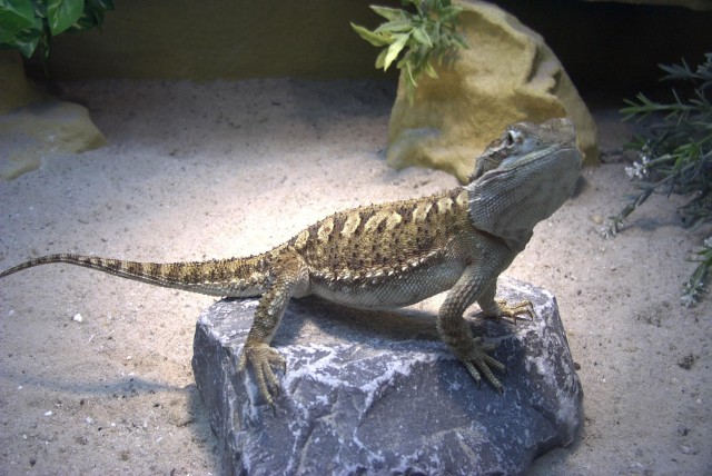 1,1 Zwergbartagamen( er 1,5 Jahre-sie 1 Jahr ) blutsfremd, zu verkaufen - Bartagame Zwergbartagame - Augustdorf