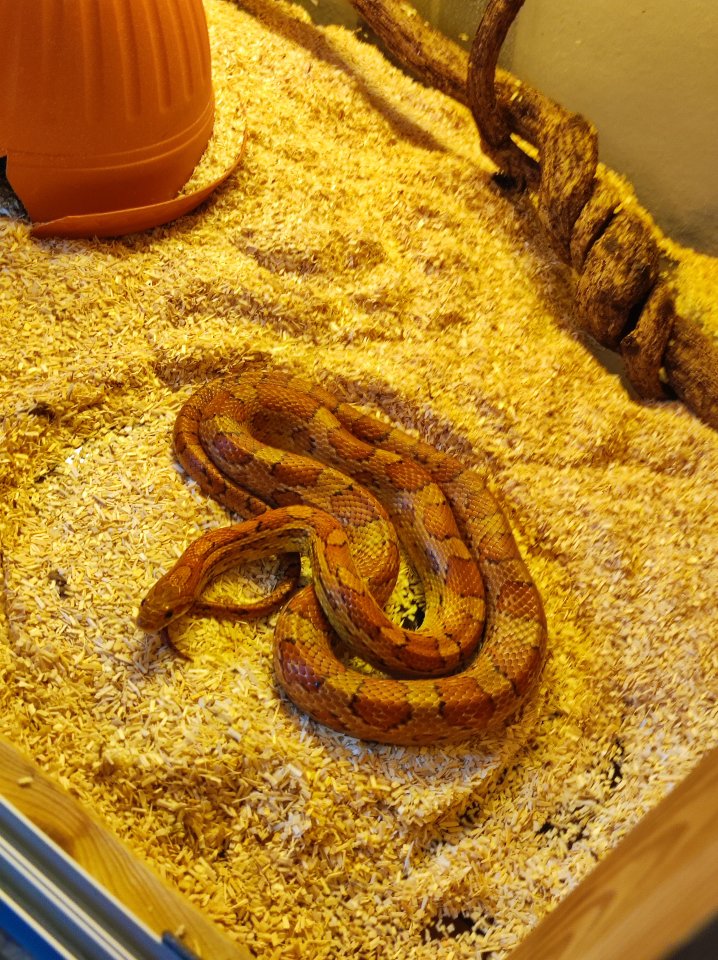 Kornnatter (Pantherophis guttatus) - Schlangen - Taunusstein