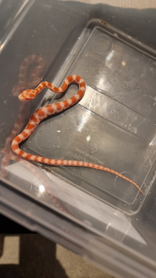 Kornnattern, 4 Wochen alt, Handzahm - Schlangen - Mettmann