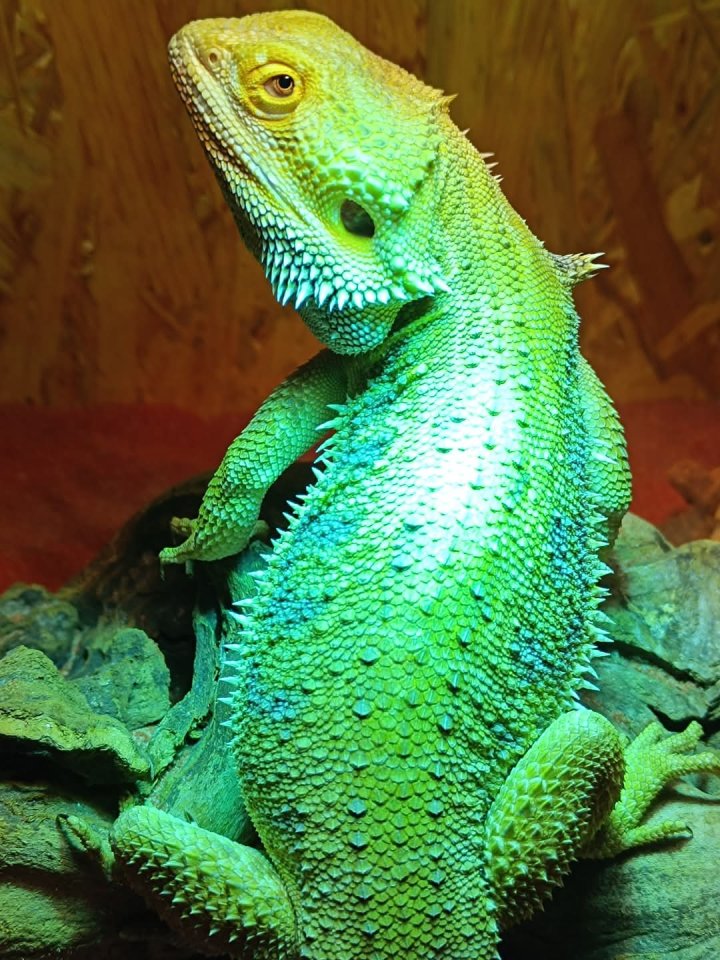 Bartagame Männchen - Bartagame - Aachen