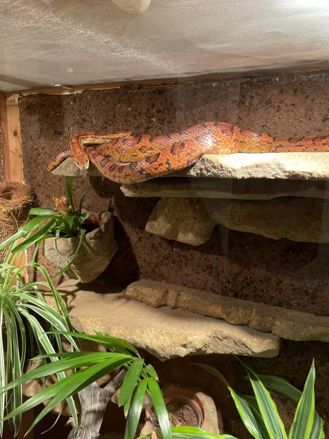 2 Kornnattern abzugeben  - Schlangen Natter - Eschede