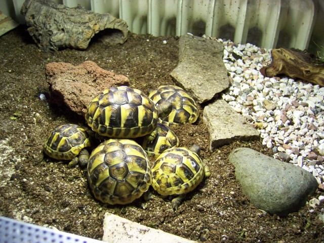 Griechische Landschildkröten TH - Schildkroeten - Affalterbach
