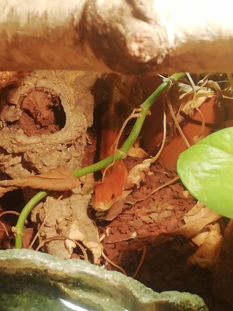 Kornnatter mit Terrarium  - Schlangen Natter - Langenfeld