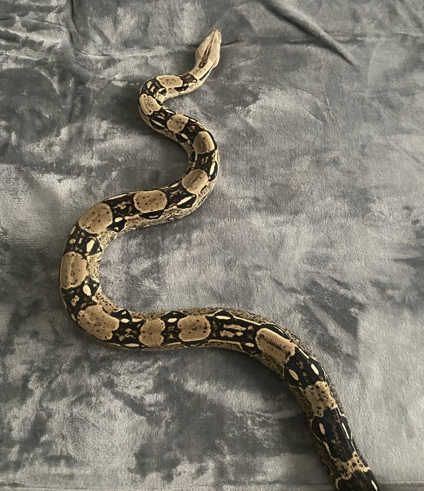 Madagaskarboa (Acrantophis) - Schlangen - Nordrhein-Westfalen - Meerbusch