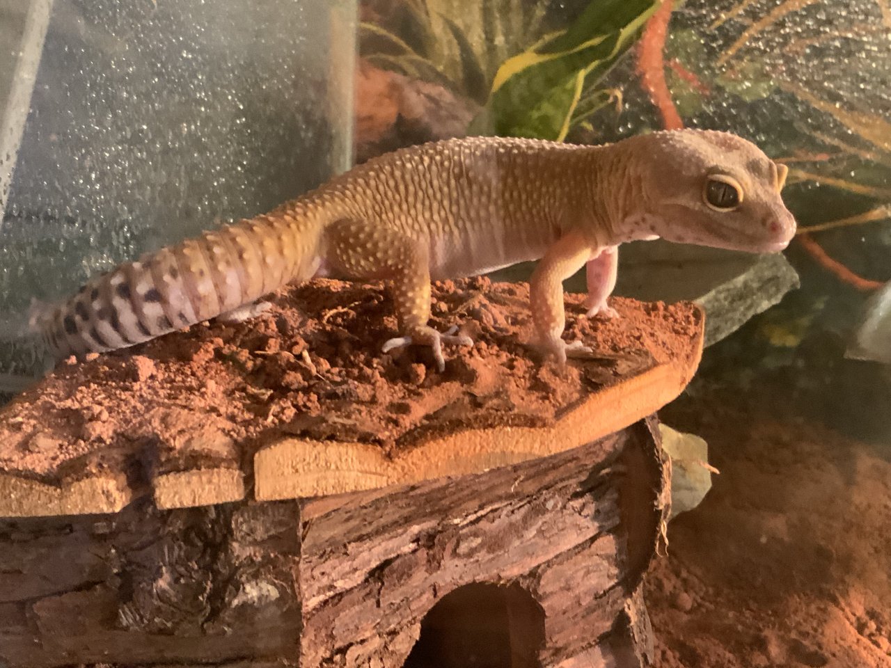 Leopardgecko Männchen - Echsen - Zarnewanz 