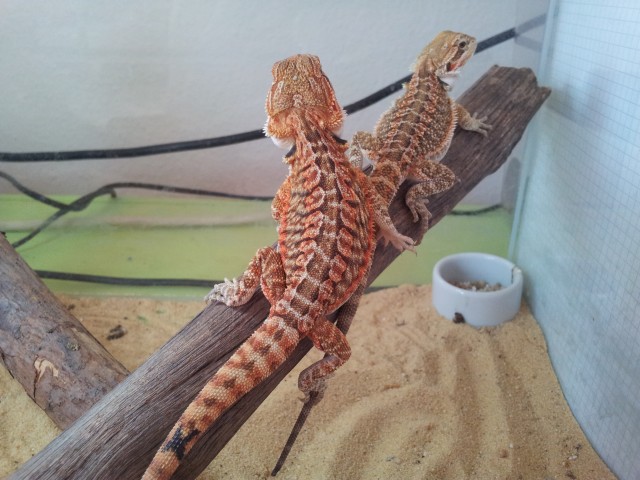USA Farbbartagamen NZ ten von 05 und 06.2011 Echte Sandfire Tiere von Dachiu !! - Bartagame Farbbartagame - dietzenbach